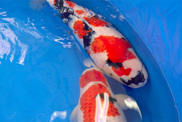 「昭和三色」と「紅白」と呼ばれる錦鯉の品種