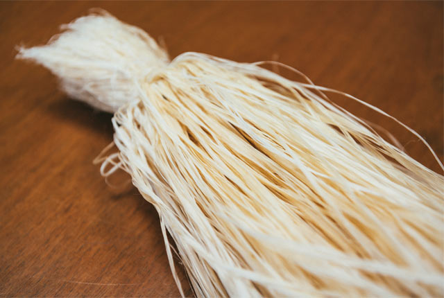 糸の原料となる苧麻