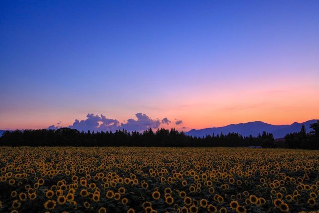 ひまわり畑夕方