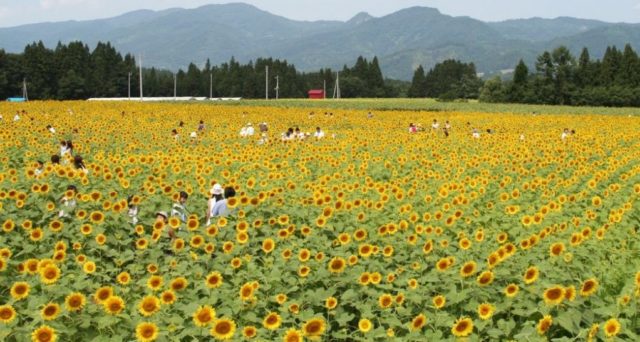 ひまわり広場(人あり)小
