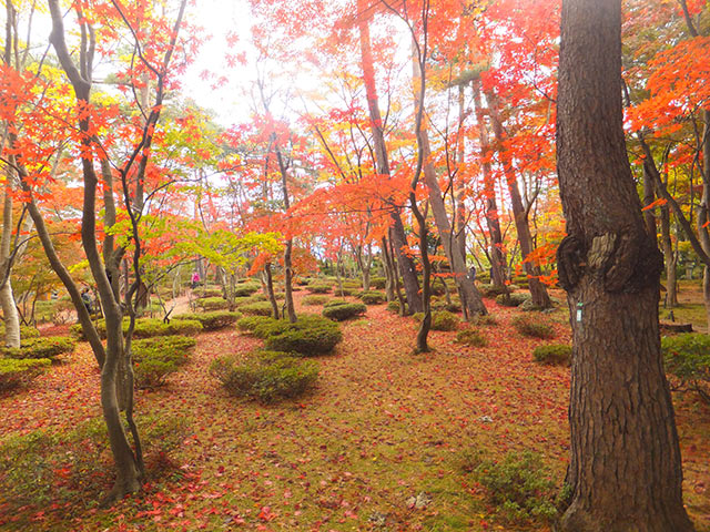 〈松雲山荘〉の紅葉