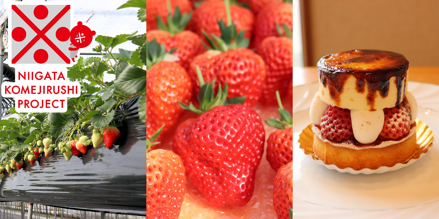 夕日色のいちご 越後姫 の達人が語る 雪国にいがたの春の宝物 コメジルシくんが聞く 新潟の魅力 Vol 8 新潟 プロジェクト 新潟コメプロ 教えて 新潟のいいところ