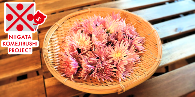 新潟のエディブルフラワー！食卓を彩る『食用菊』のおいしさと美しさ～コメジルシくんが聞く！新潟の魅力～