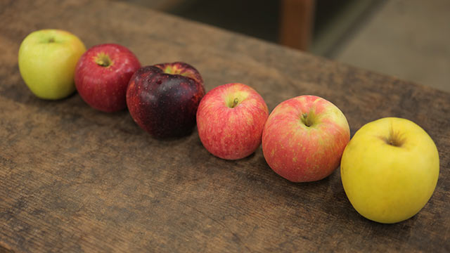 〈そで農園〉で栽培する各種リンゴ