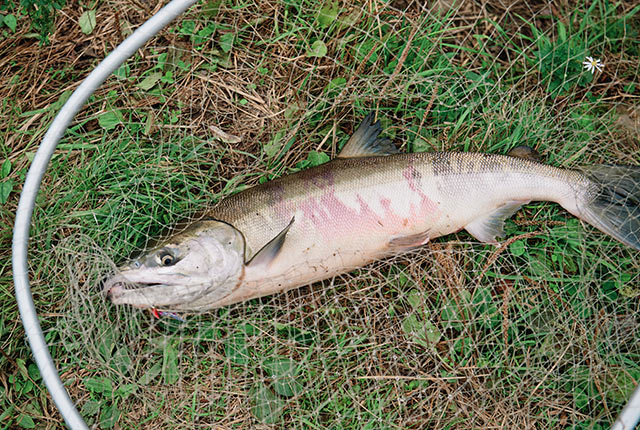三面川で釣れた鮭