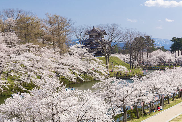 桜が満開の高田城跡
