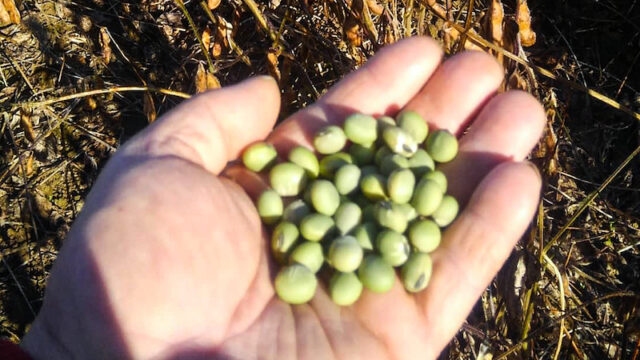 完熱した青豆。熟しても青い大豆品種のひとつ。