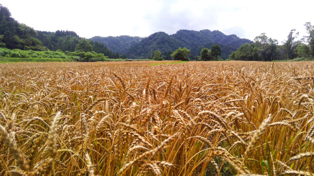 収穫前の麦畑。