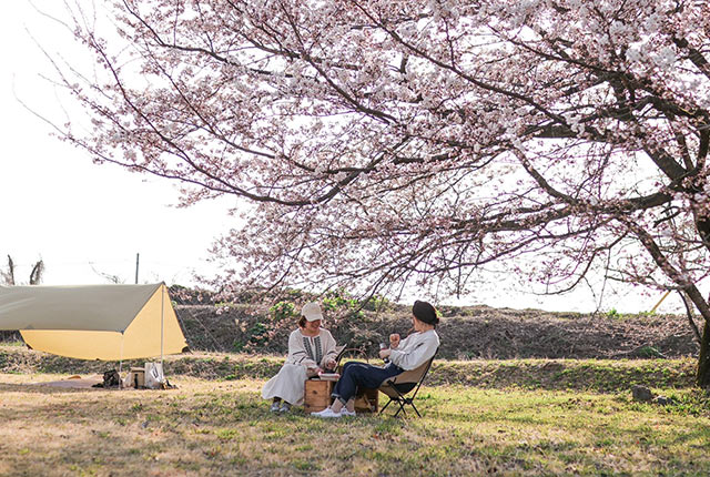 桜の枝が低い場所で椅子に座ってキャンプを楽しむ