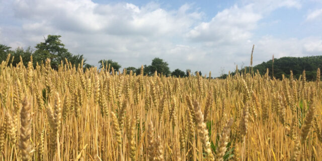 もちろんお米もいいけれど...。収穫量ゼロから復活した新潟産小麦がアツい！