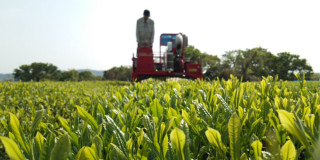 日本最北の茶畑が新潟に。香り高くまろやかな〈村上茶〉