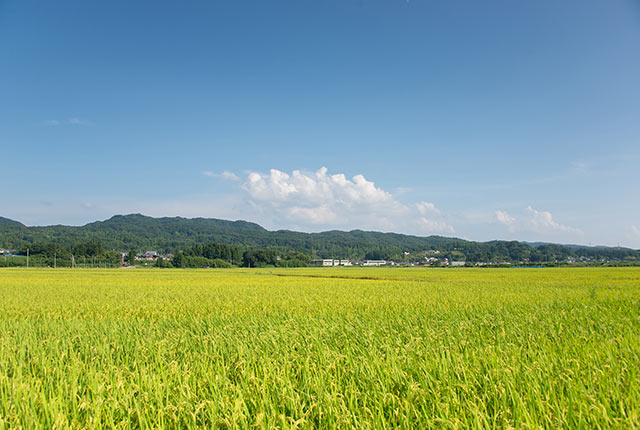 新潟県の田上町の田園風景