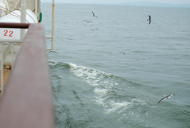 近くをカモメが飛んでいる、フェリーからの日本海の景色