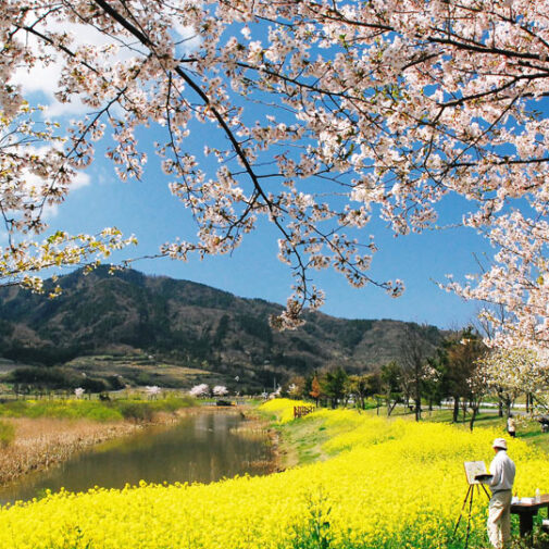 【2023年版】新潟の桜・お花見ガイド！ 県内のおすすめの桜スポットをご紹介
