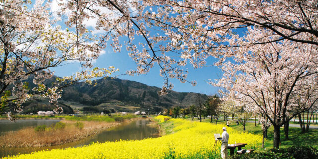 【2023年版】新潟の桜・お花見ガイド！ 県内のおすすめの桜スポットをご紹介
