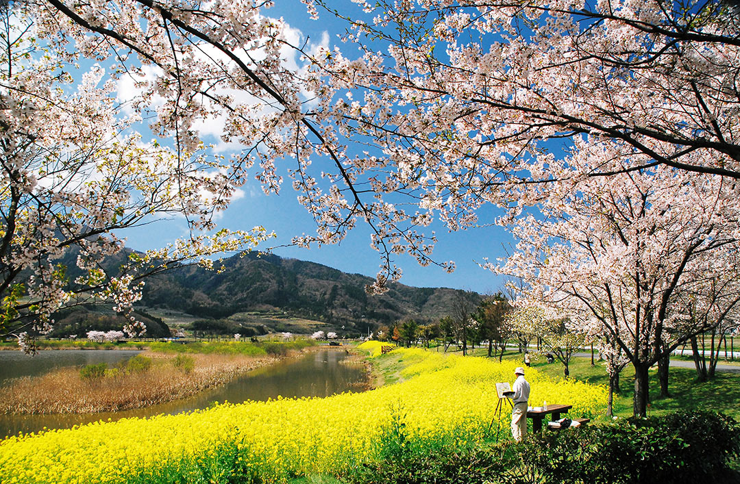 2023年版】新潟の桜・お花見ガイド！ 県内のおすすめの桜スポットをご