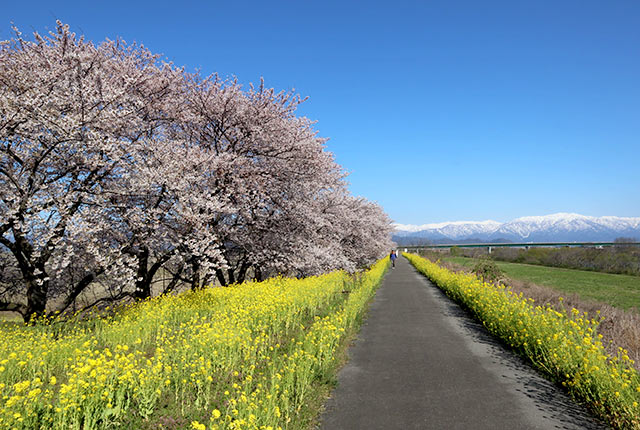 加治川堤の桜並木