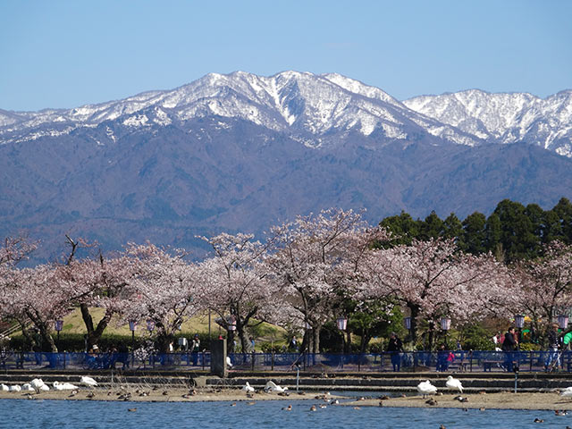 瓢湖水きん公園の結桜
