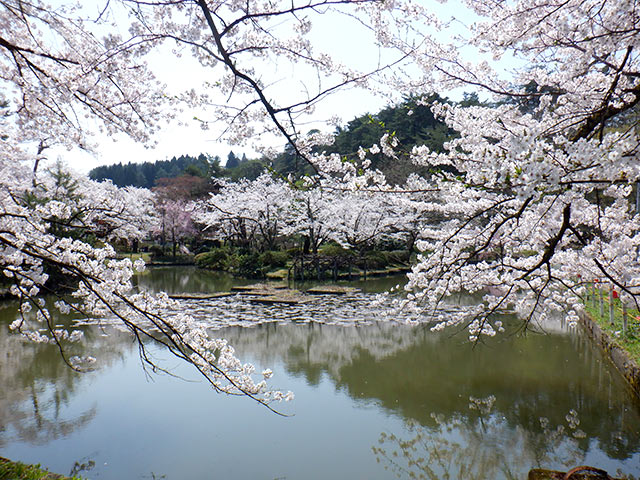 村松公園の池のほとりで咲いた桜