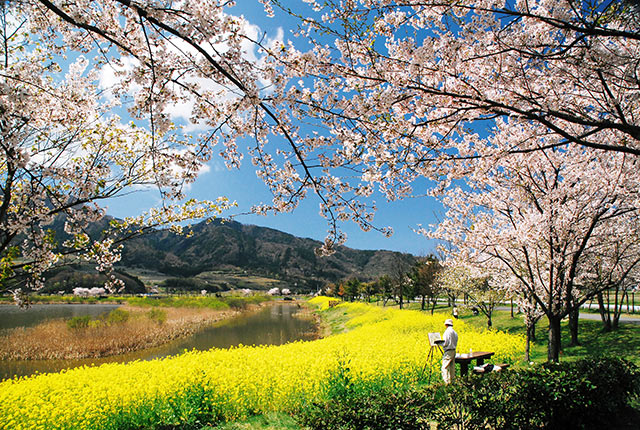 上堰潟公園の桜と菜の花