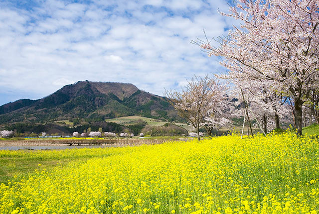 上堰潟公園の桜と菜の花、その先に見える角田山
