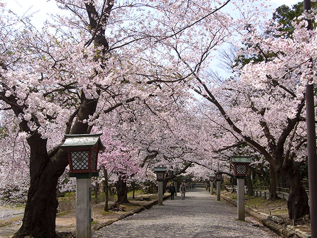 満開の弥彦公園の桜