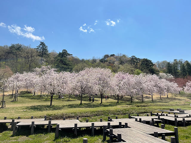 悠久山公園の桜