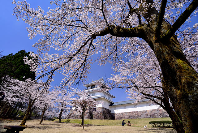 城のような外観の「長岡市郷土史料館」と満開の桜