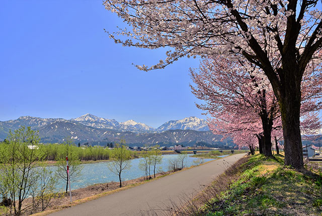 約280本の〈大山桜〉や〈ソメイヨシノ〉が見られる桜街道