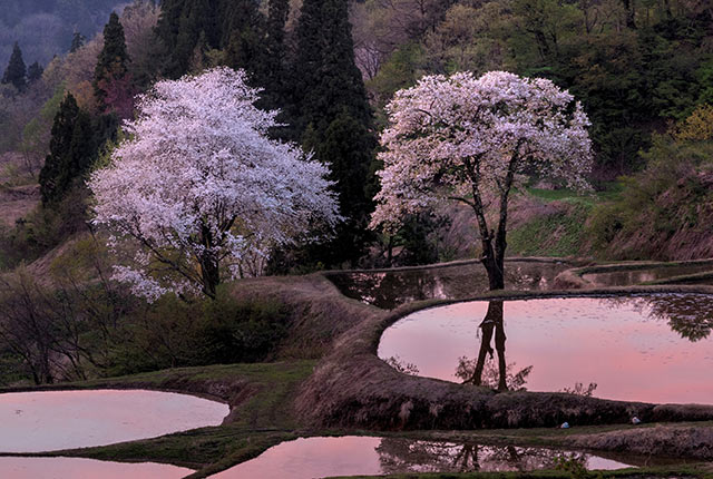 儀明の棚田の山桜