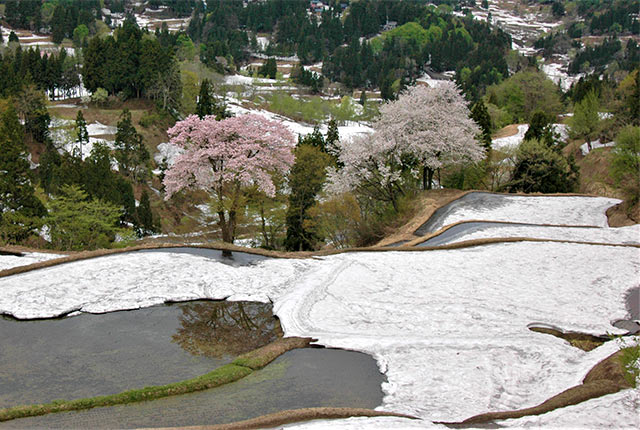 雪が残る儀明の棚田と満開の桜