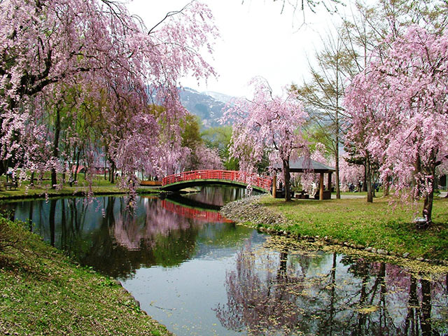 湯沢中央公園の〈ソメイヨシノ〉や〈しだれ桜〉