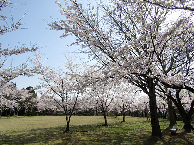 赤坂山公園の桜