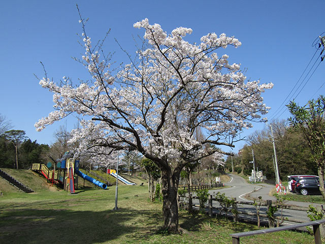 赤坂山公園内の遊具と桜