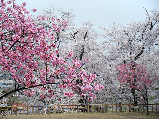 経塚山公園内の満開の桜