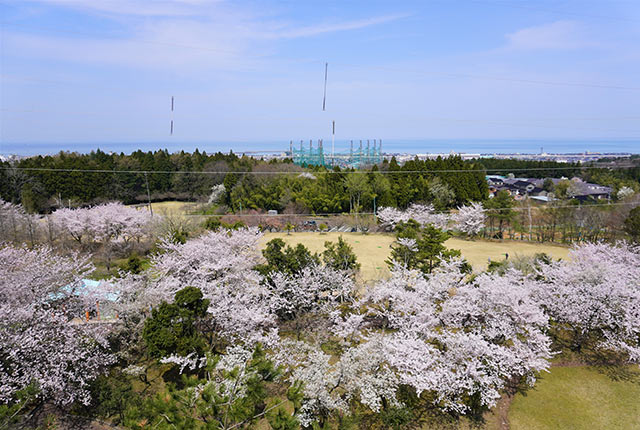 美山公園の展望台から見下ろす桜
