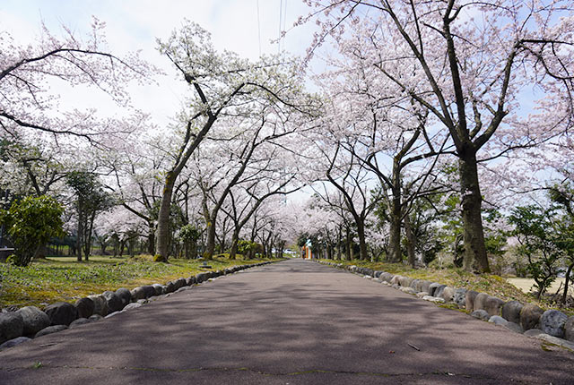 美山公園内の桜