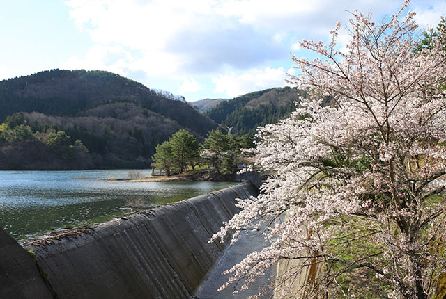 新穂ダムと湖畔の桜