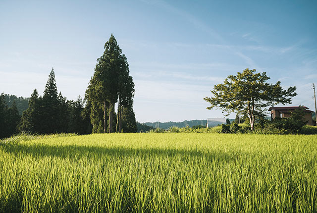 稲が成長した十日町市の田園風景