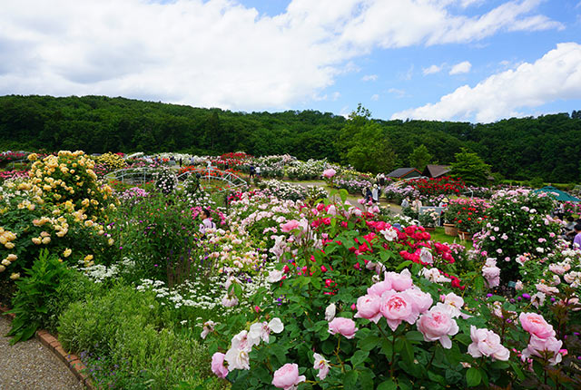 「花の丘」のバラ園エリア