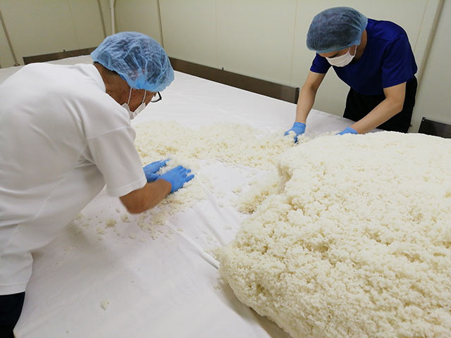 〈加賀の井酒造〉で蒸米をほぐす作業中