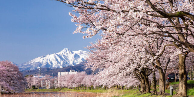 開花目前！第99回を迎える桜の名所「高田城址公園観桜会」の見どころをチェック