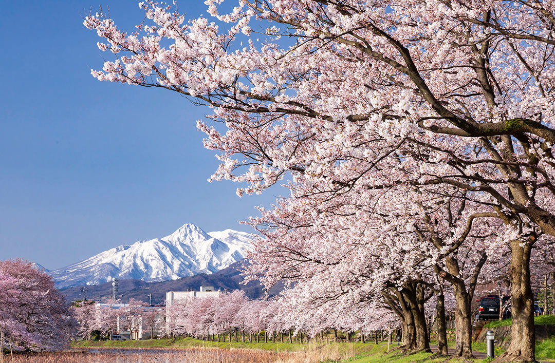 開花目前！第99回を迎える桜の名所「高田城址公園観桜会」の見どころを