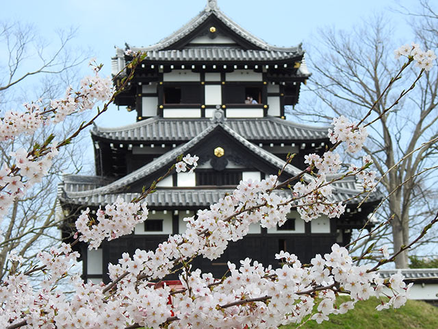 高田城本丸と開花した桜