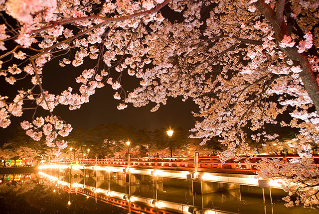 ライトアップされた真っ赤な西堀橋と夜桜