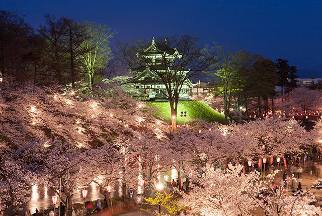 ライトアップされた高田城の本丸と桜並木