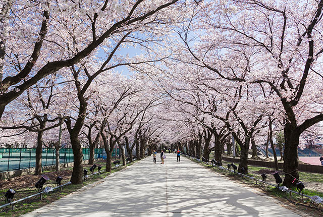 高田城址公園内の桜のトンネル