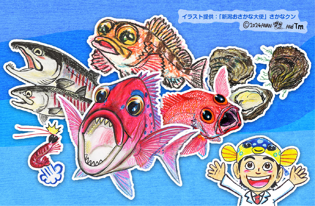 新潟県お魚カレンダー 春夏秋冬、新潟の旬の魚はコレ！ | 今が買い時