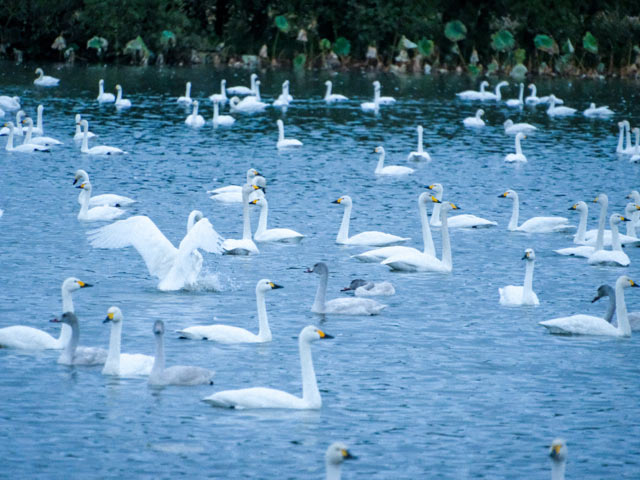 瓢湖の水面で泳ぐたくさんの白鳥