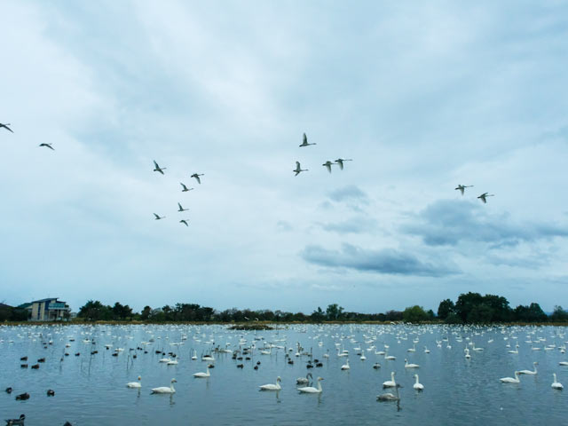 白鳥たちが群れをなしている瓢湖の湖面